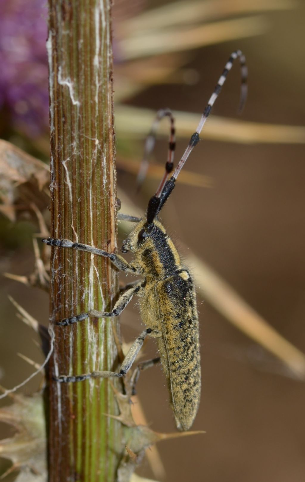 Cerambycidae: Agapanthia? Sì, Agapanthia sicula malmerendii